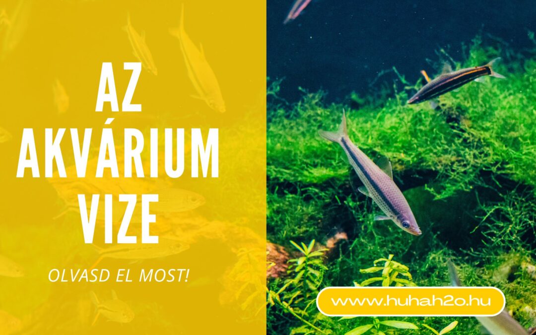Az akvárium vize